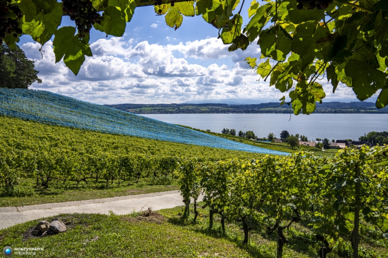 Murtensee  beim Mont Vully
