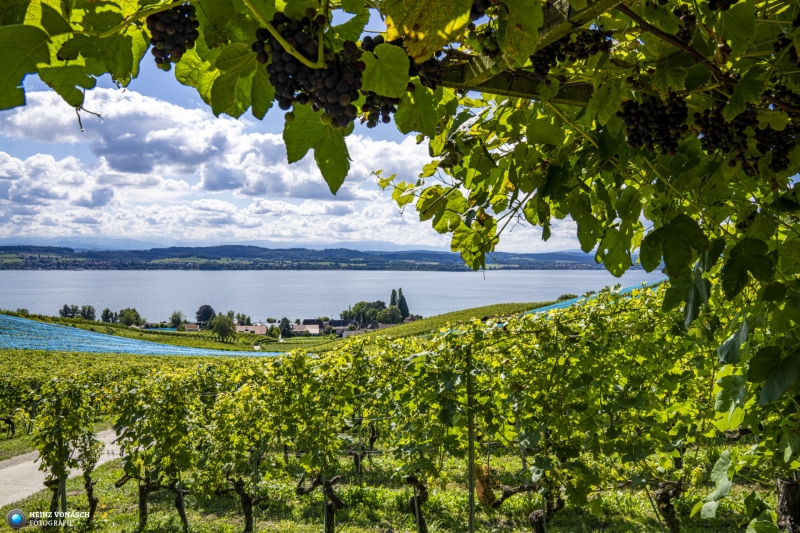 Murtensee  beim Mont Vully
