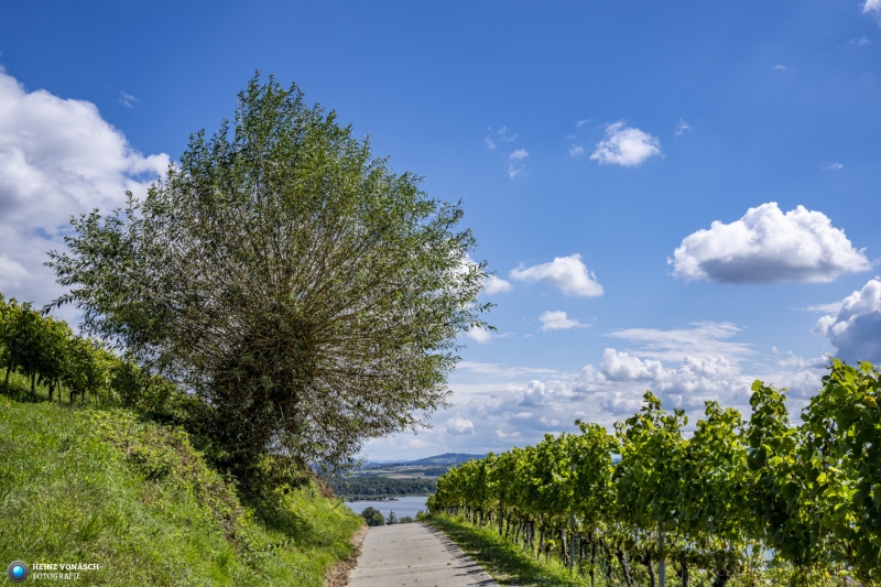 Murtensee  beim Mont Vully