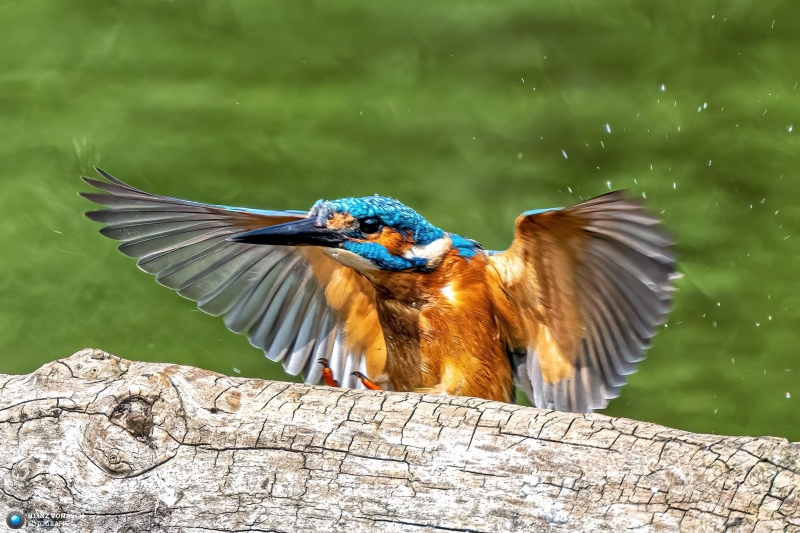Eisvogel 17