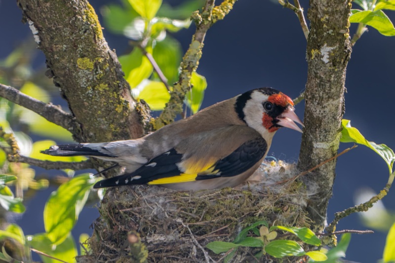 Distelfink Distelfink