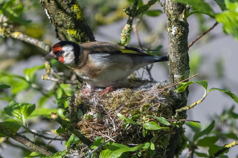 Distelfink Distelfink