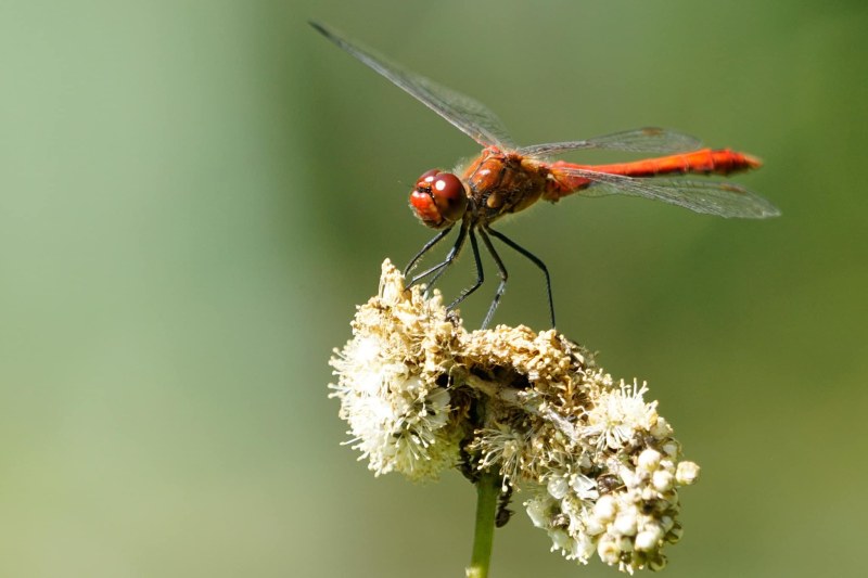 Libelle 8