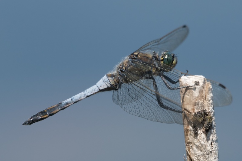 Libelle 7