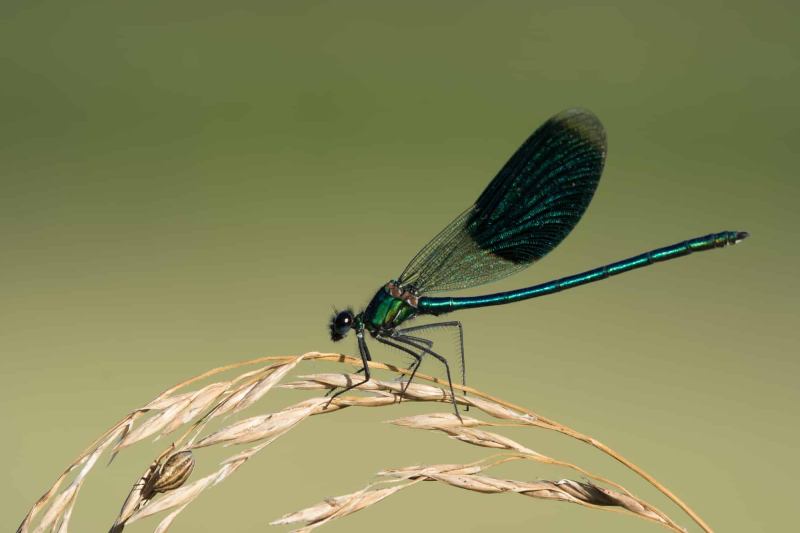 Libelle 6