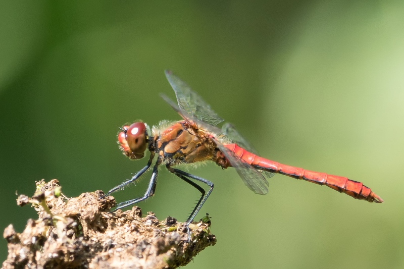Libelle 5