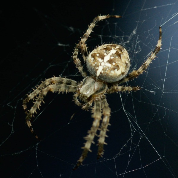 Kreuzspinne Kreuzspinne