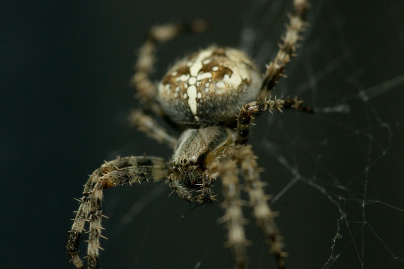 Kreizspinne Kreizspinne