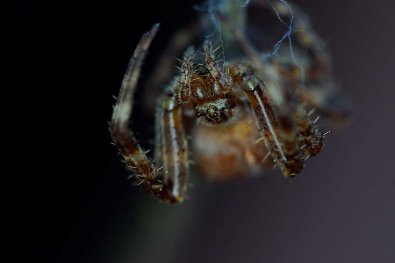 Spinne 5