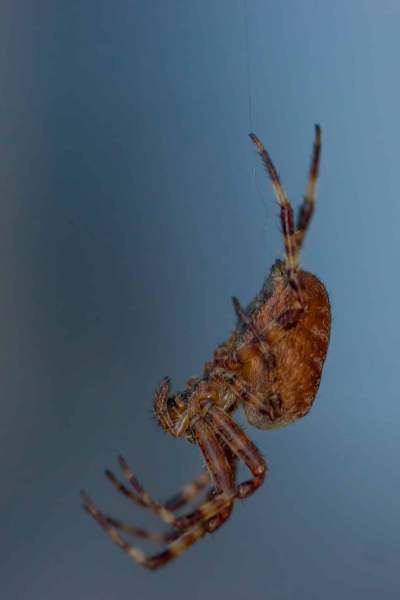 Spinne 3