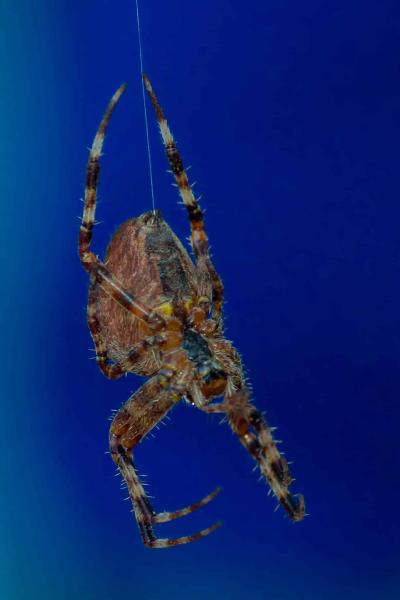 Spinne 4