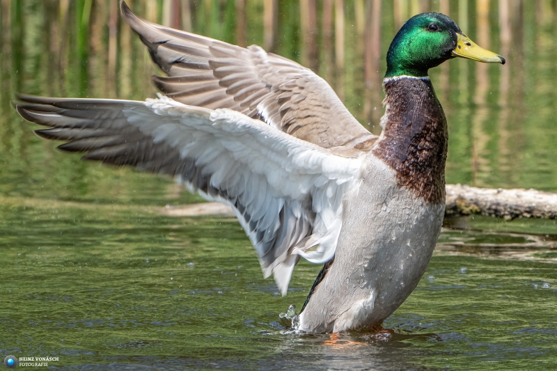 Ente 1
