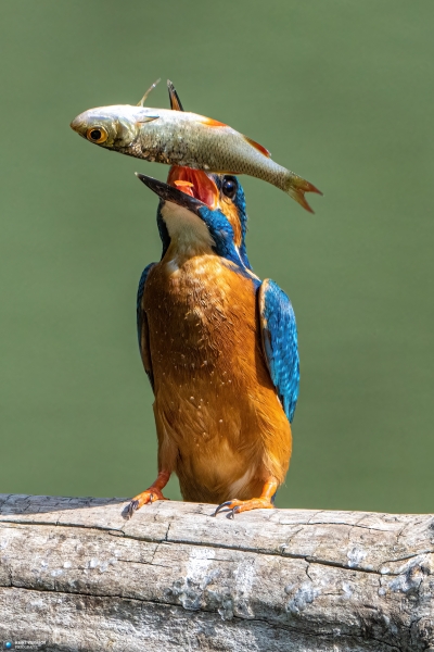 Eisvogel 8 