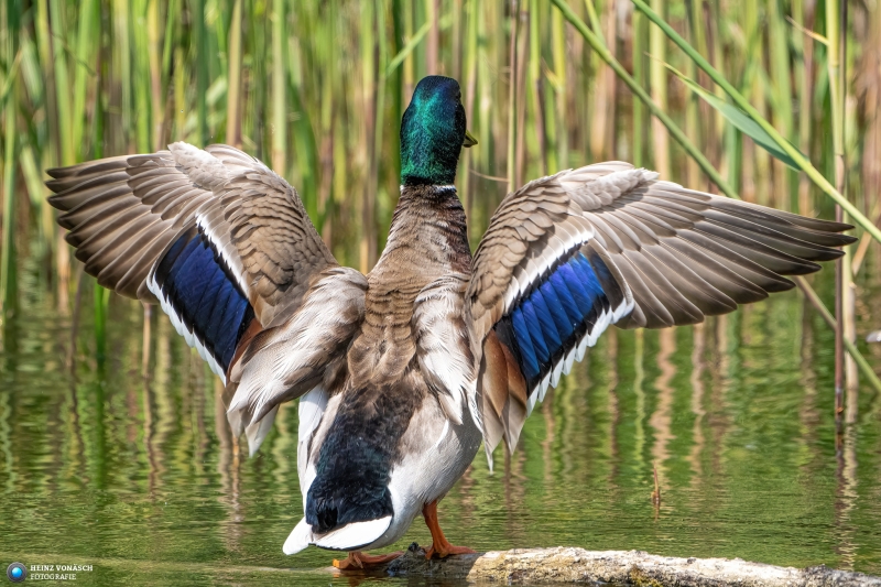 Ente 2