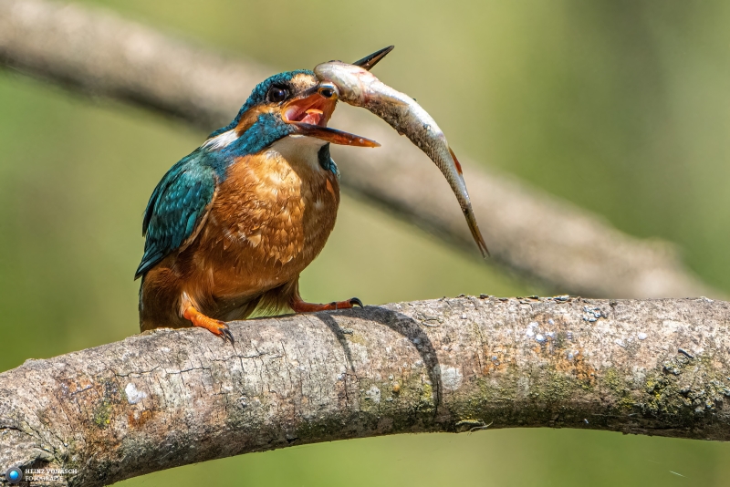 Eisvogel 4 