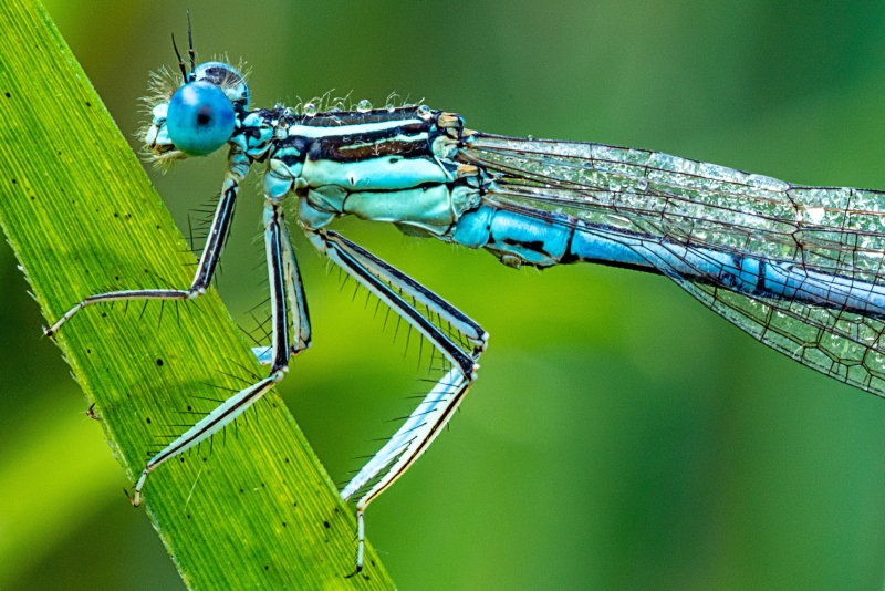 Libelle 3