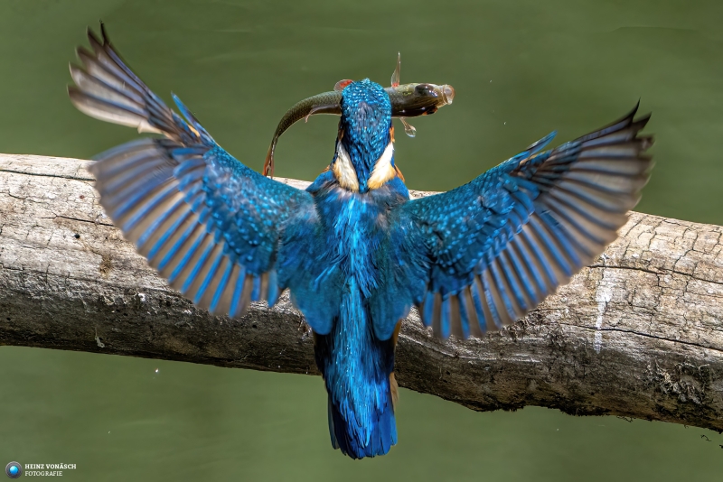 Eisvogel 2 