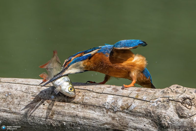 Eisvogel 6