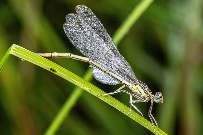 Libelle 2