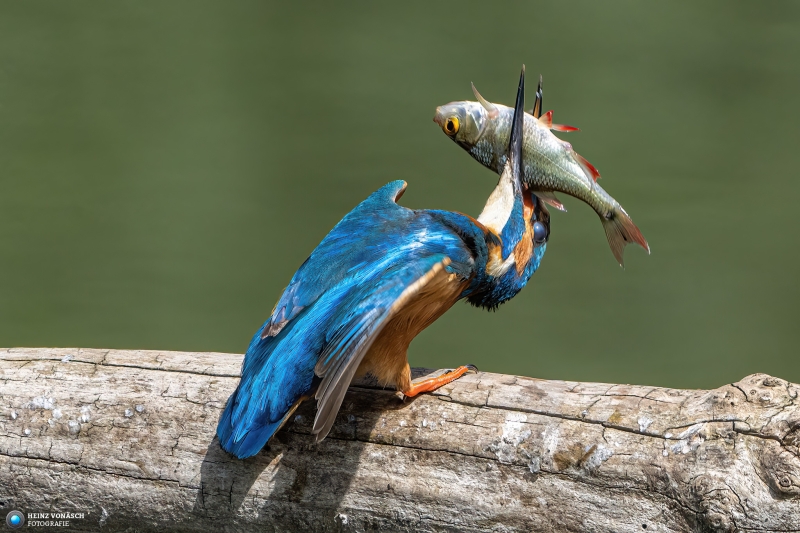Eisvogel 5 