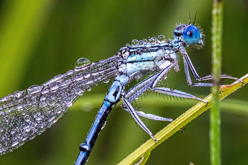 Libelle 4