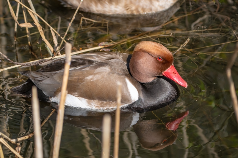 Ente 3