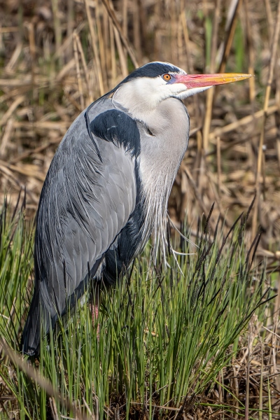 Vogel 6