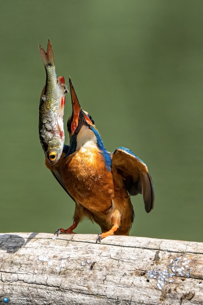 Eisvogel 7 