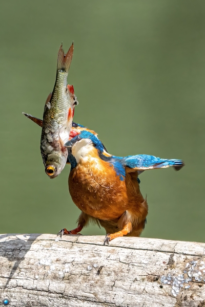 Eisvogel 9 