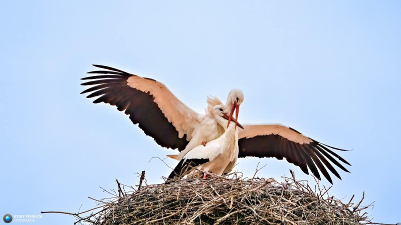 Storch 2