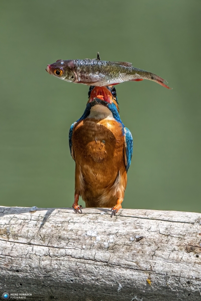 Eisvogel 10 
