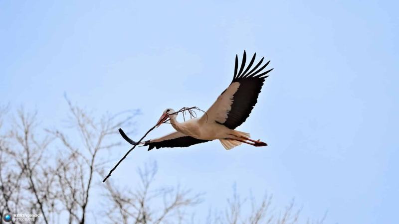 Storch 3