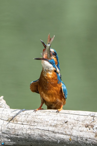 Eisvogel 11