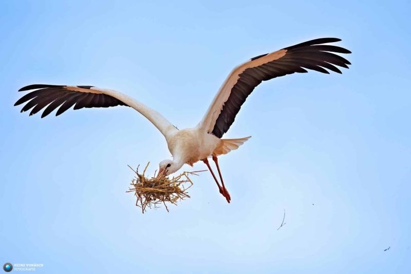 Storch 1