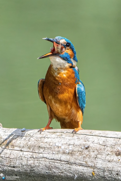 Eisvogel 12 
