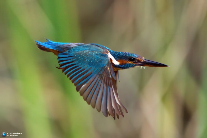 Eisvogel 1
