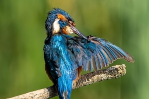Eisvogel 19 von 27