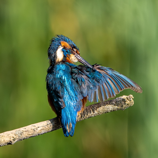 Eisvogel 19