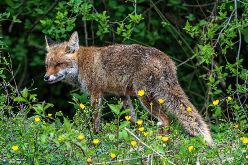 Fuchs 1