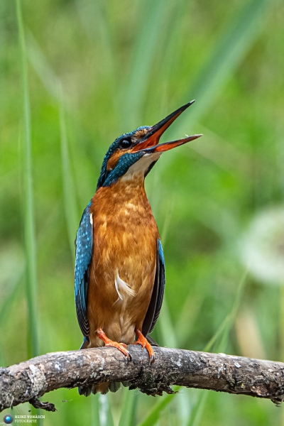 Eisvogel 23
