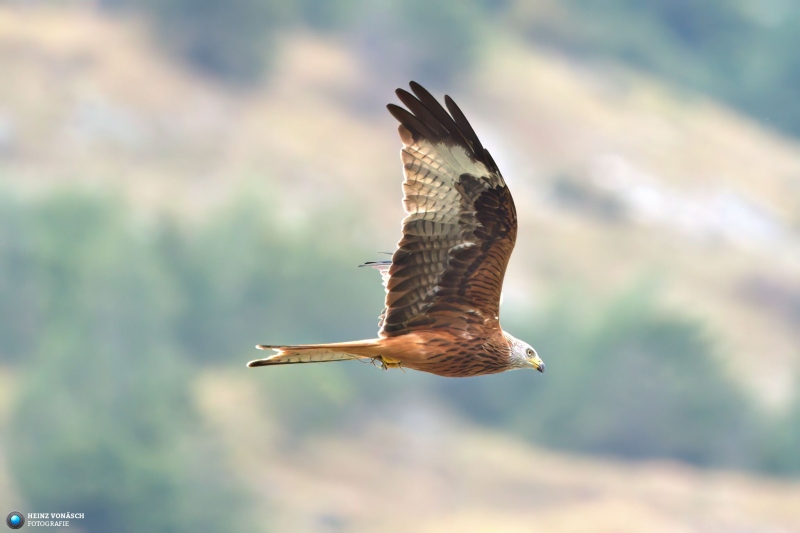 VAH04280_Radiant VAH04280_Radiant