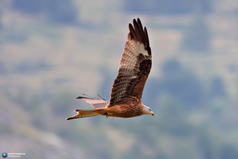 VAH04301_Radiant-1 VAH04301_Radiant-1