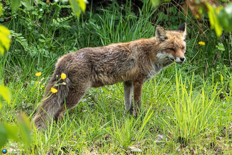Fuchs 2