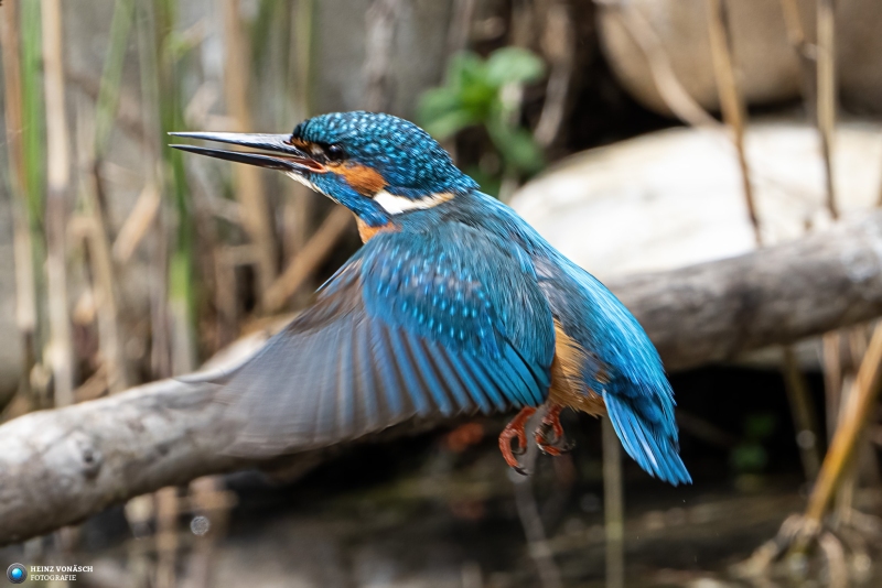 Eisvogel 25