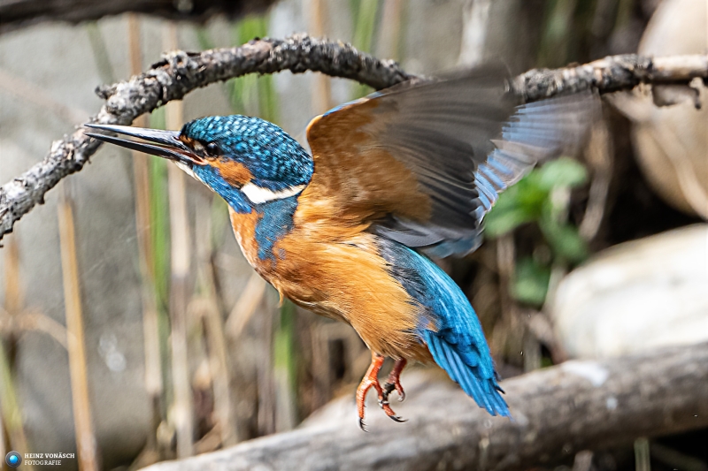 Eisvogel 26