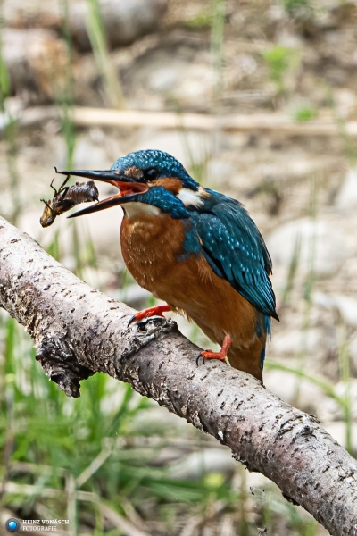 Eisvogel 27