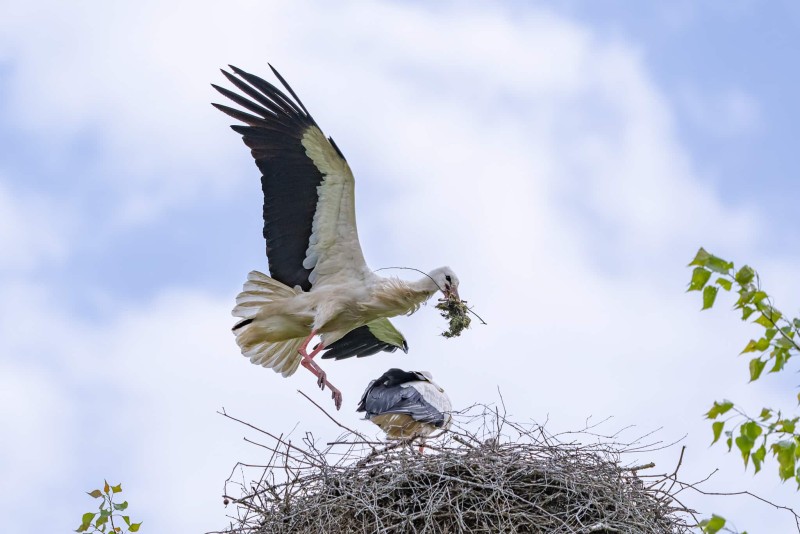 Storch 4