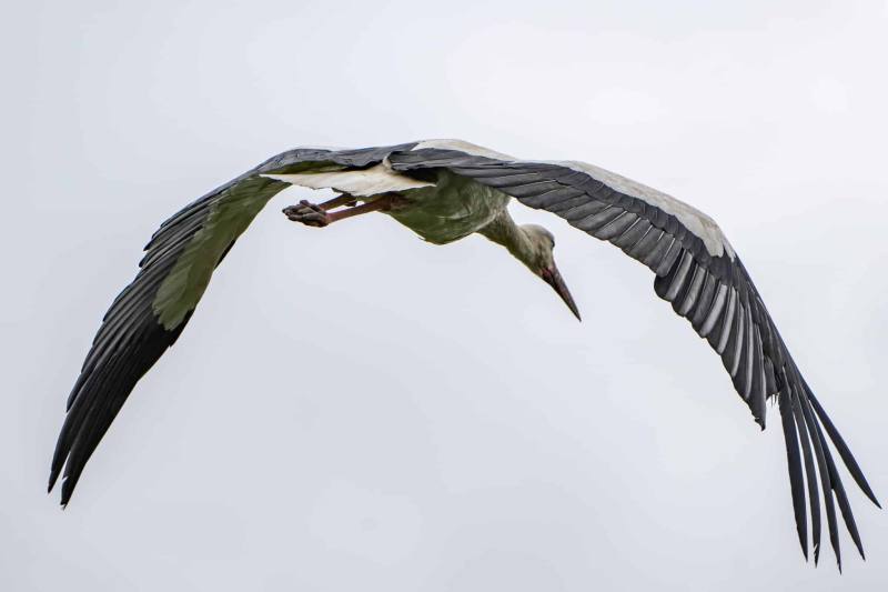 Storch 7