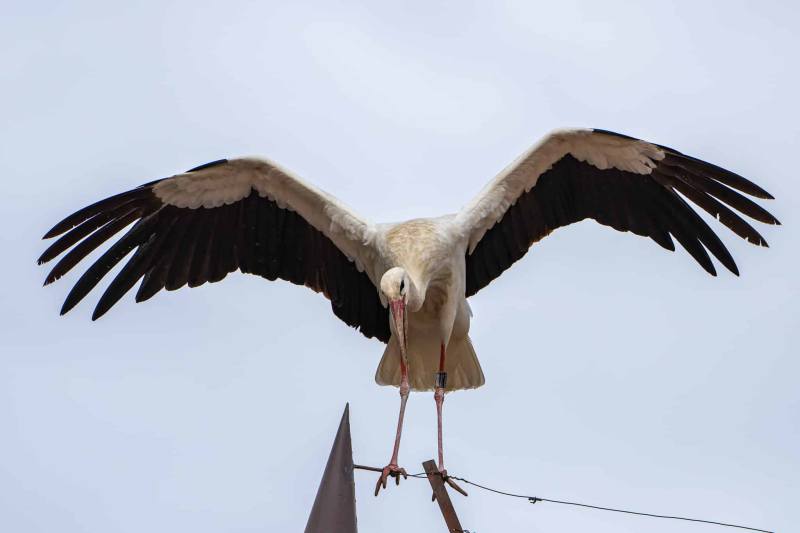 Storch 8