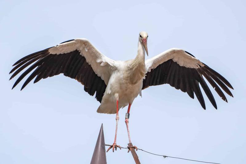 Storch 6